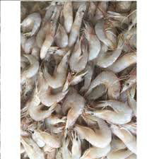 UDANG PUTIH LAUT