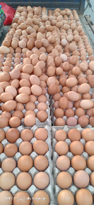 telur ayam fresh