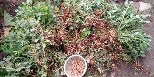 cabe dan kacang
