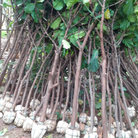 jual pohon bungur 