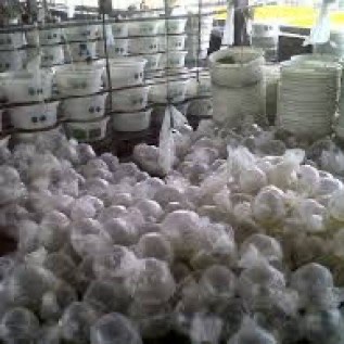 Jual Bibit Bandeng Nener