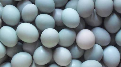 TELUR BEBEK