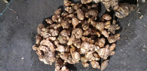 JUAL TEMULAWAK SEGAR