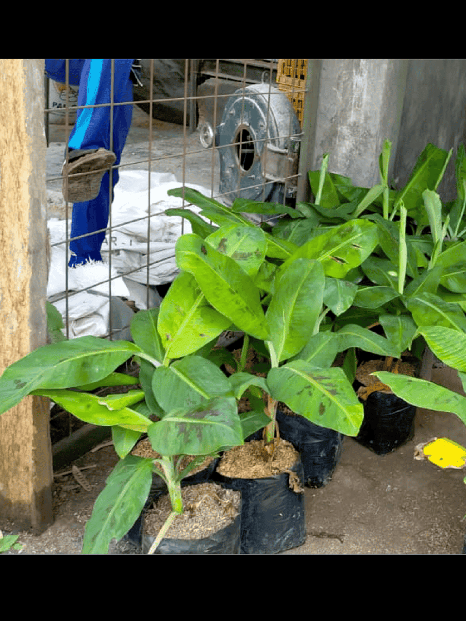 Bibit Pisang Cavendish Anakan Bedali Malang