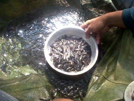 Bibit Ikan Patin Murah untuk Budidaya dan Pembesaran