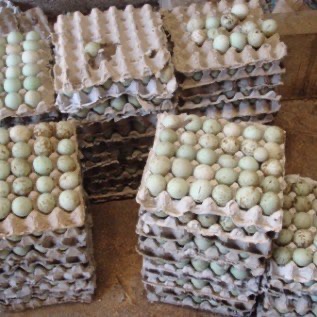 Jual Telur Bebek Mentah