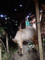 Jual Kambing & Domba