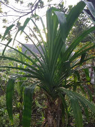 jual bibit dan daun pandan wangi besar