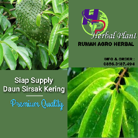 Jual Daun Sirsak Kering Kwalitas Premium