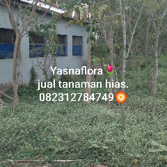 jual pohon trembesi 