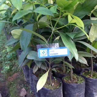 jual Bibit Manggis Unggul | Bibit Manggis Super di Purworejo super murah