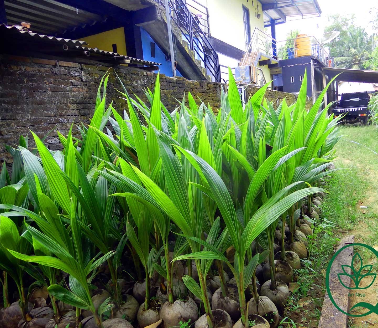 Jual Bibit Kelapa Genjah Entog