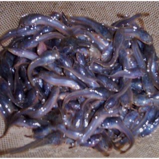 Jual Benih Ikan Lele/Nila/Mas/Gurame