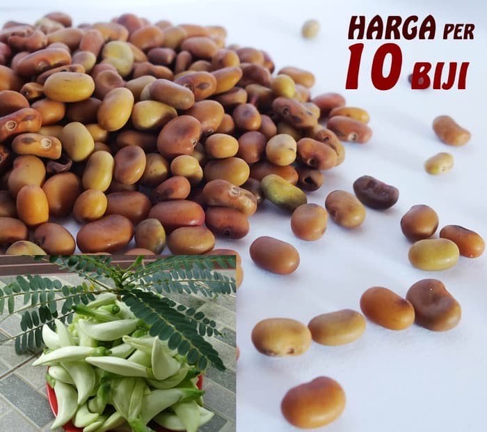 Benih Bibit Biji Bunga Turi Putih Isi 10 biji