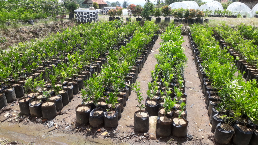bibit tanama