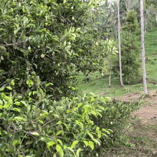 jual kebun cengkeh