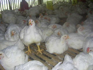 ayam potong