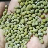 kacang hijau butek