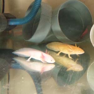 AXOLOTL ikan hias asal Meksiko ikan langka
