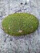 jual nangka muda/sayur