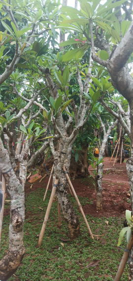 jual pohon kamboja posil
