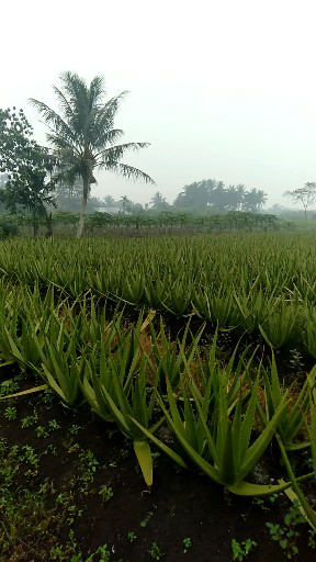 Lidah buaya