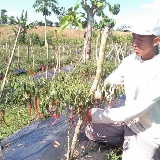 Jual Cabai Merah Keriting