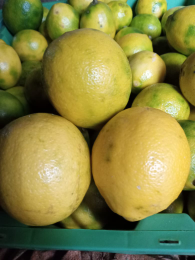 jual lemon california