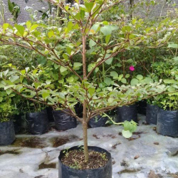 jual bibit Ketapang kencana 