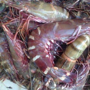 udang tiger fres frozen