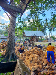 Kelapa kupas