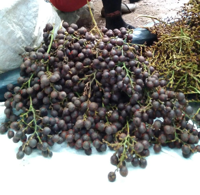 jual kebun produktif