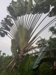 jual pohon pisang kipas.dll
