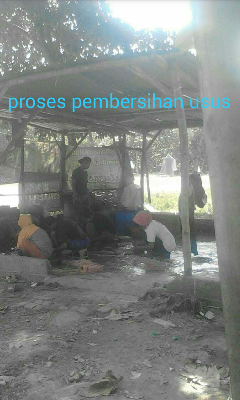 Usus Ayam