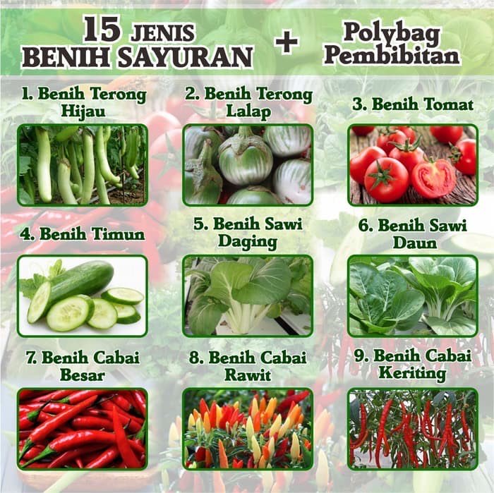 Paket Benih Sayuran Eceran 15 Jenis cabe tomat pepaya DLL Plus Polybag