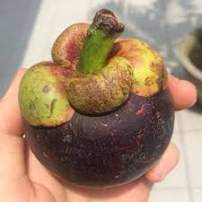 buah manggis