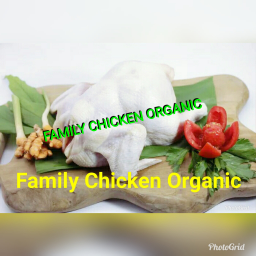 AYAM ORGANIK