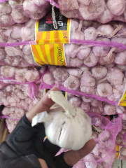 bawang putih kwalitas terbaik