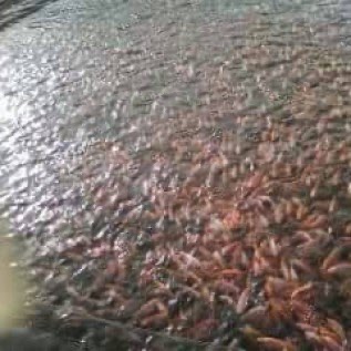 Jual ikan berbagai air tawar ( tombro, nila, lele, paten)