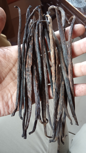 Jual Vanili Planifolia Asalan