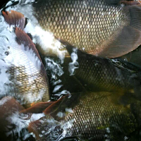 JUAL IKAN GURAME HIDUP FRESH & FROZEN