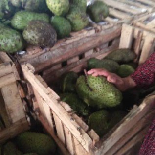 Buah sirsak