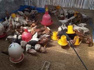 Jual Ayam Joper Siap Potong