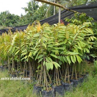 Bibit Durian Musang King | Bibit Durian Musangking Kaki Ganda dan Tunggal