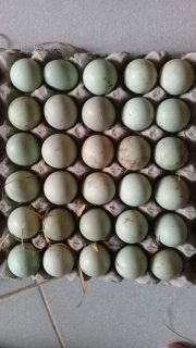 JUAL TELUR BEBEK DAN ASIN