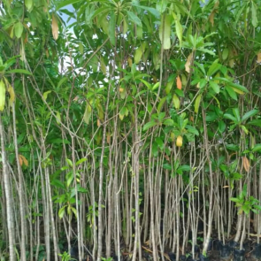 jual pohon tabebuya.dll