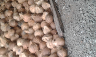 kelapa