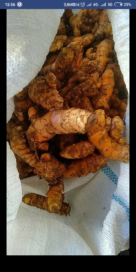 kunir / kunyit basah