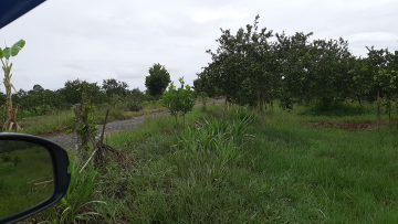 jual jeruk siam banjar