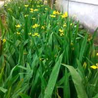 jual pohon airis.iris